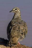 Common Bronzewing in Australia photo