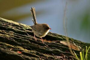Splendid Fairywren in Australia photo
