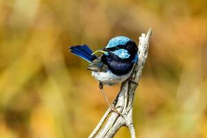 Superb Fairywren in Australia photo