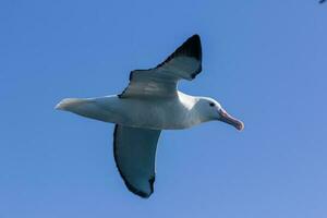 albatros real del norte foto