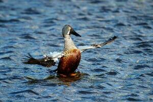 Australasian Shoveler Duck photo