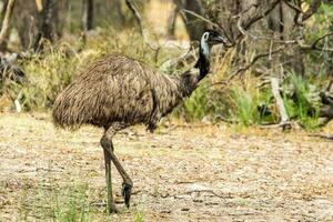 Emu Endemic Bird of Australia photo