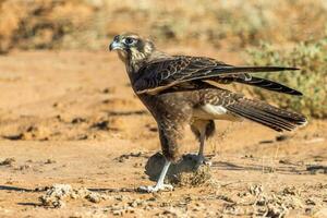 Brown Falcon in Australia photo