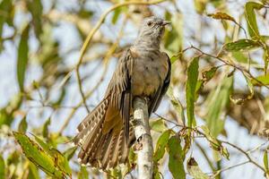 Brush Cuckoo in Australia photo