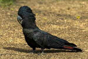 Red-tailed Black Cockatoo in Australia photo