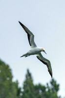 australasiano gannet en australasia foto