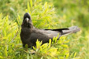 Yellow-tailed Black Cockatoo in Australia photo