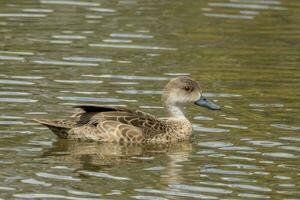 Grey Teal in Australasia photo