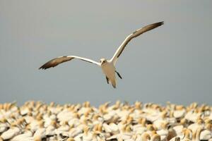 Australasian Gannet in Australasia photo