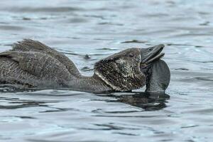 Musk Duck Endemic to Australia photo