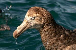 del Norte gigante petrel foto