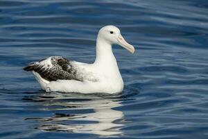 Southern Royal Albatross in Australasia photo