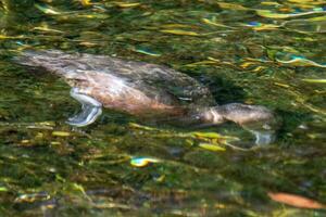 New Zealand Scaup Duck photo