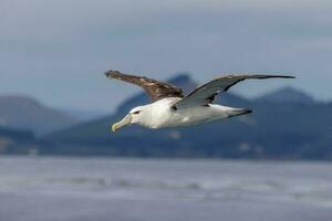 White-capped Mollymawk Albatross photo