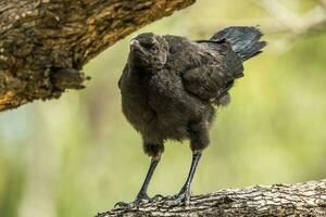 White-winged Chough in Australia photo