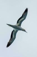 australasiano gannet en australasia foto