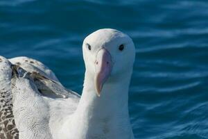 Gibson's Wandering Albatross in Australasia photo