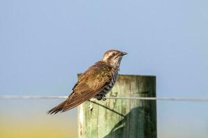 Horsfield's Bronze Cuckoo in Australia photo