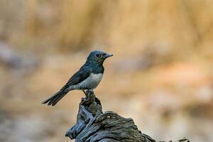 Leaden Flycatcher in Australia photo