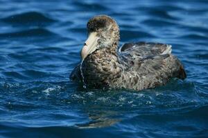 del Norte gigante petrel foto