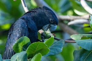 Red-tailed Black Cockatoo in Australia photo