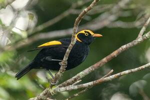 Regent Bowerbird in Australia photo