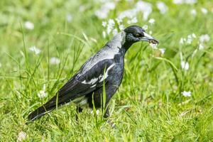 Australasian Magpie in Australia photo