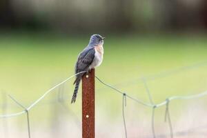 Fan-tailed Cuckoo in Australia photo