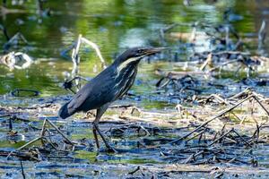 negro avetoro en Queensland Australia foto