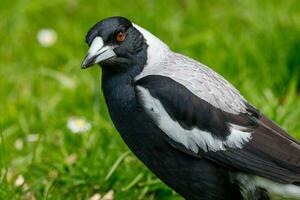 Australasian Magpie in Australia photo