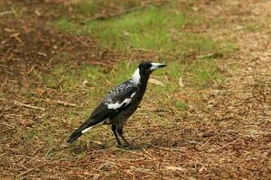 australasiano urraca en Australia foto