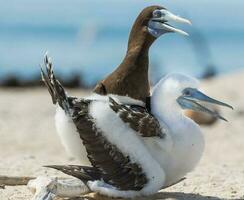 Brown Booby in Queensland Australia photo