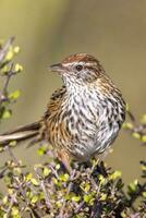 South Island Fernbird photo