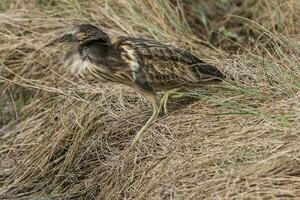 Australasian Bittern in New Zealand photo