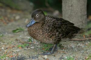 Brown Teal in New Zealand photo