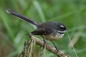 Piwakawaka New Zealand Fantail photo