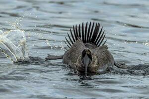 Musk Duck Endemic to Australia photo