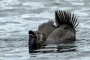 Musk Duck Endemic to Australia photo