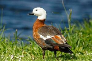 Paradise Shelduck in New Zealand photo