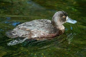 New Zealand Scaup Duck photo