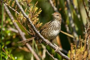 North Island Fernbird of New Zealand photo