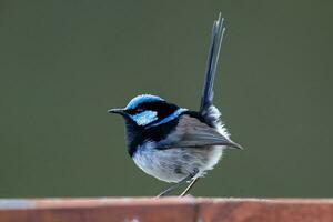 Superb Fairywren in Australia photo