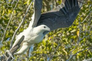 White-bellied Sea Eagle in Australia photo