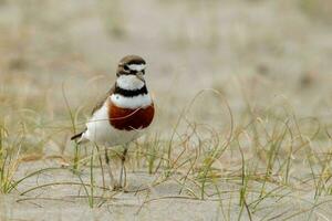 Double-banded Dotterel in New Zealand photo