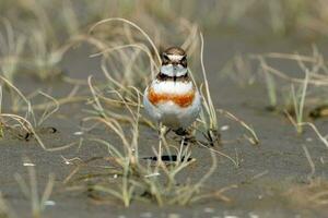 Double-banded Dotterel in New Zealand photo