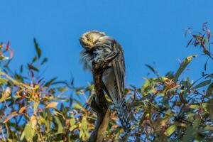 Pallid Cuckoo in Australia photo