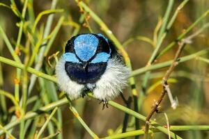 Superb Fairywren in Australia photo