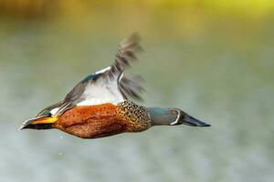 Australasian Shoveler Duck photo