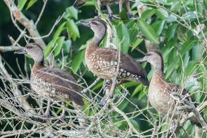 Spotted Whistling Duck photo