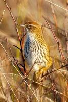 North Island Fernbird in New Zealand photo